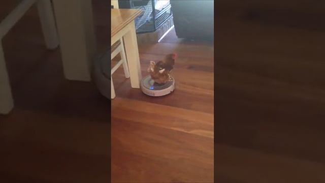 Chicken Joyriding on a Sweeping Robot: The Coolest Bird in Town! смотреть онлайн