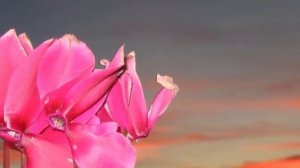 Цикламен в доме! Приметы и суеверия о Цикламене.