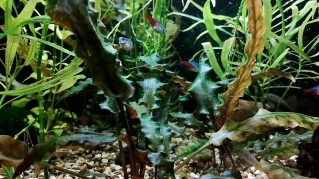 МОЖНО ЛИ ВЫРАЩИВАТЬ ОЗЁРНЫЕ И РЕЧНЫЕ РАСТЕНИЯ В ТРОПИЧЕСКОМ АКВАРИУМЕ??? смотреть онлайн