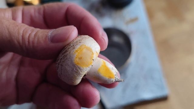 Así cambian de color los champiñones tóxicos. Los buenos no hacen esto. смотреть онлайн