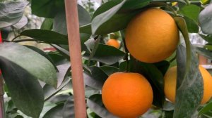 Апельсин Фрагола в теплице .