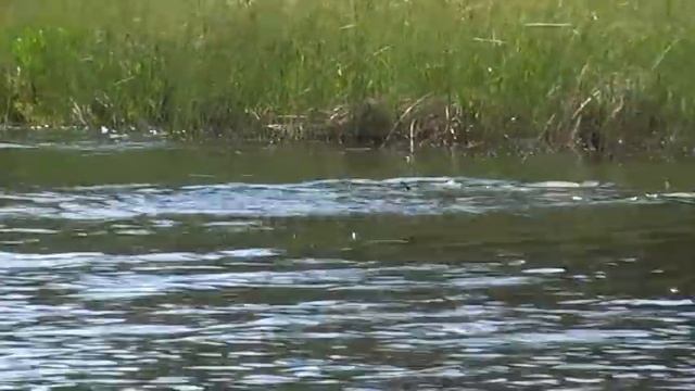 Рыбалка.Становое.Май 2015 .Fishing in the summer смотреть онлайн