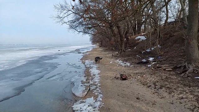 Прощай снег 😄 Выгул Ники на реке смотреть онлайн