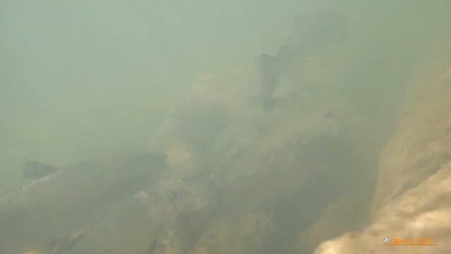 サクラマスの大群の撮影に成功！！オリンパスTG-5で水中撮影！！ смотреть онлайн