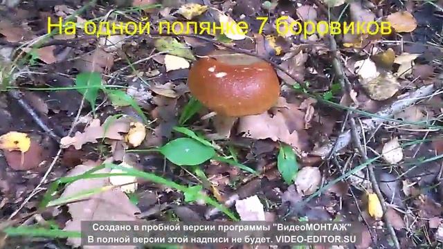 Сбор боровиков, Беларусь 2015 год!