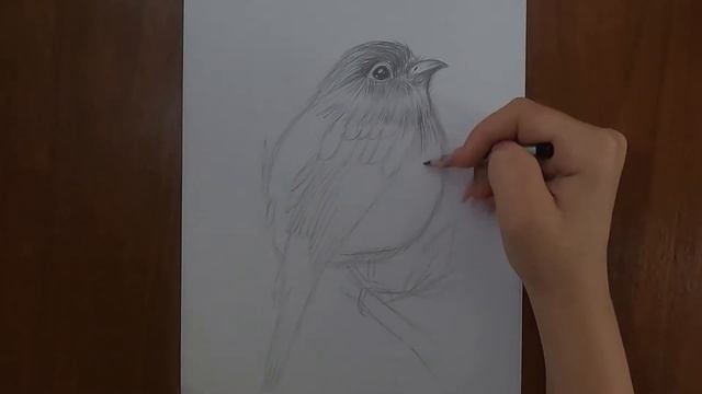 Как нарисовать птицу / Птица карандашом / How to draw a bird / Bird with a pencil смотреть онлайн