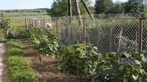 ЧЕРНАЯ СМОРОДИНА ПОСАДКА ВЕСНОЙ И ОСЕНЬЮ