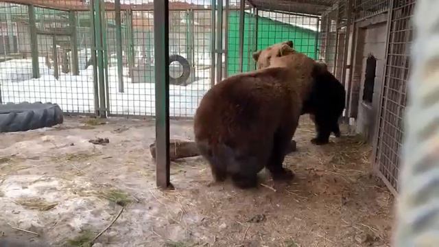 Носик и Хвостик смотреть онлайн