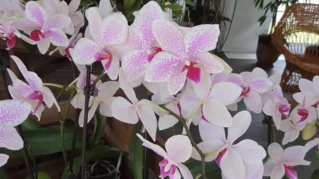 F- 11 -Загадочный мир цветов Oрхидеи !HD смотреть онлайн