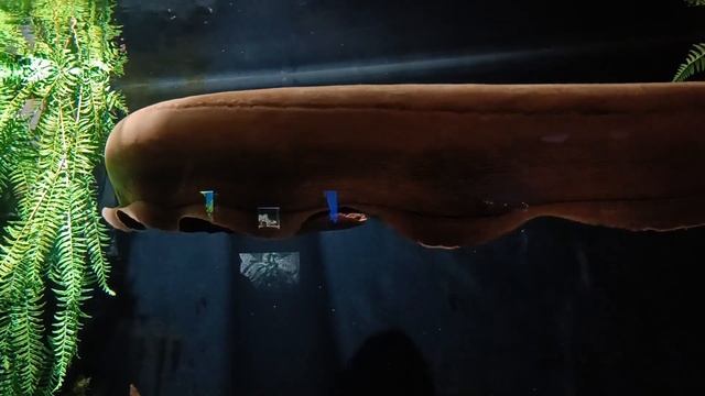 Электрический угорь в Москвариуме - страшно интересно! смотреть онлайн