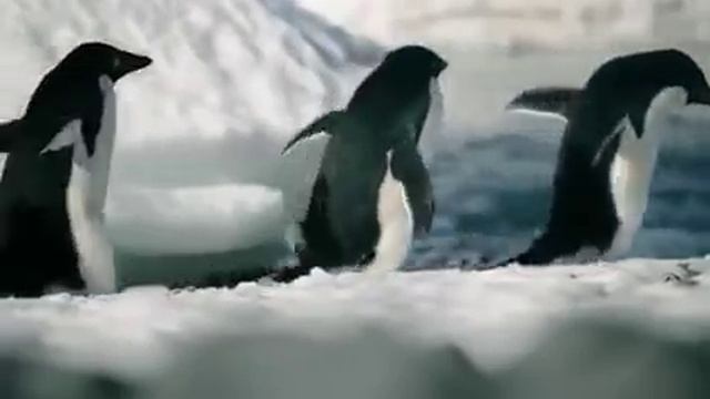 Антарктида, природа смотреть онлайн
