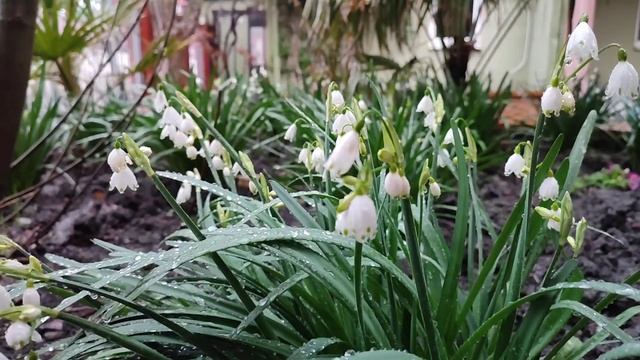 5 апреля 2022 г. Дайте Весну ? Дивноморск.