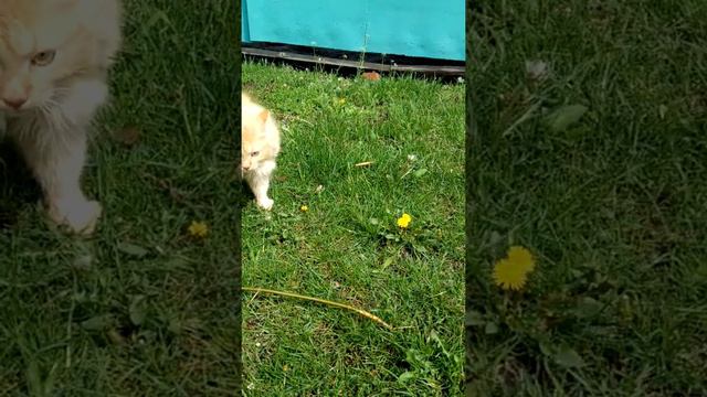 Бой котов смотреть онлайн