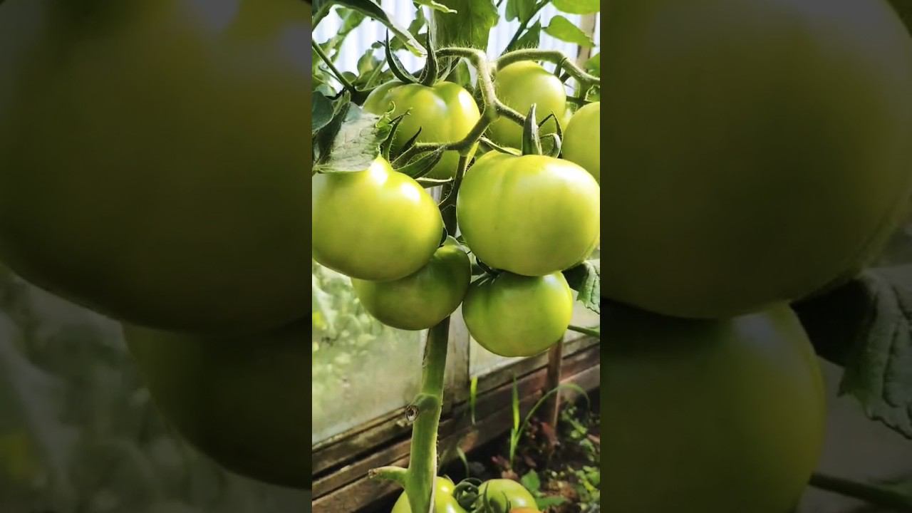 Результат удивляет #garden #дом #дача смотреть онлайн