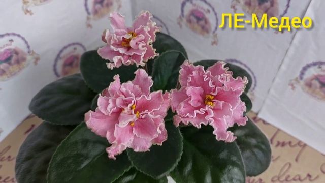 Мої фіалки готуються до виставки в Києві (Будинок Природи) 3-6 лютого 2022 р.! смотреть онлайн