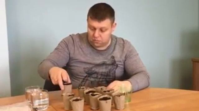 Второй этап - сажаем семена в торфяные горшки смотреть онлайн