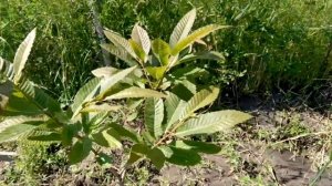 Каштан благородный(съедобный)