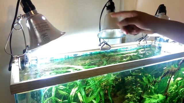 Important Fish tank lighting. смотреть онлайн