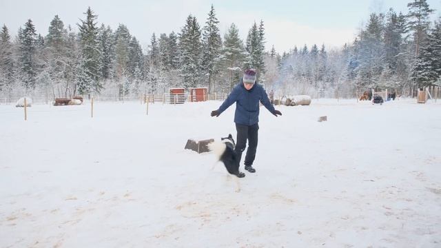 MIRONOV TALU. экскурсия. Шотландские коровы смотреть онлайн