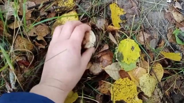 Грибов много!29 сентября 2022 год! смотреть онлайн