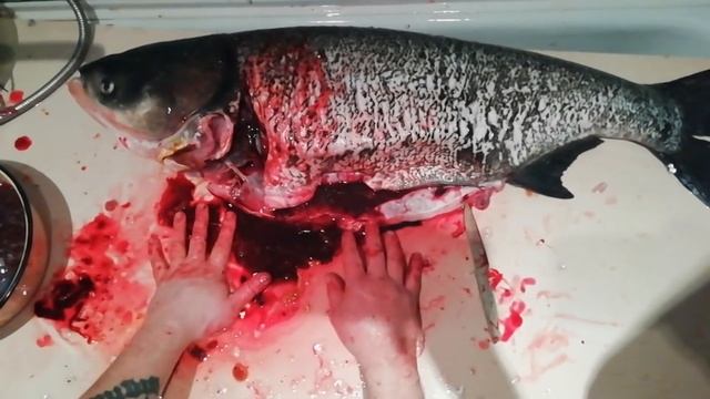 ТОЛСТОЛОБ 18КГ. РАЗДЕЛКА ТОЛСТОЛОБА. РЫБАЛКА смотреть онлайн