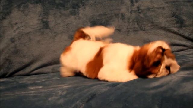 Щенок ши-тцу 3 мес, девочка бело-золотого окраса смотреть онлайн