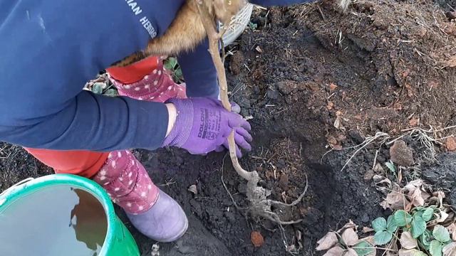 Ноябрь. Пополняем сад экзотическими плодовыми деревьями. Хурма Божий дар. смотреть онлайн