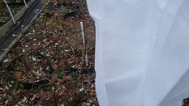 УКРЫВАЕМ ГОЛУБИКУ НА ЗИМУ смотреть онлайн