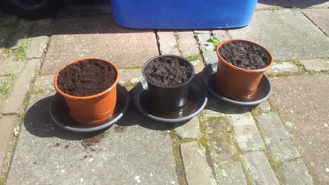 Seeding my Carnivora plants (Drosera Capensis, Dionaea muscipula) смотреть онлайн