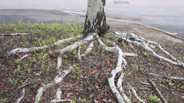 4 самых опасных дерева которые лучше не сажать на своём огороде! смотреть онлайн