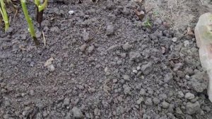 ПИОНЫ ИТО-гибриды ?. Размножение нетрадиционными способами ???️.