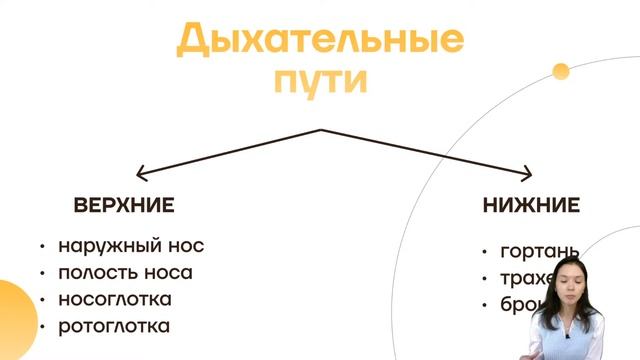 Основы спланхнологии за час | Анатомия | Умскул смотреть онлайн
