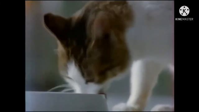 Реклама Whiskas 1997г. Reverse смотреть онлайн