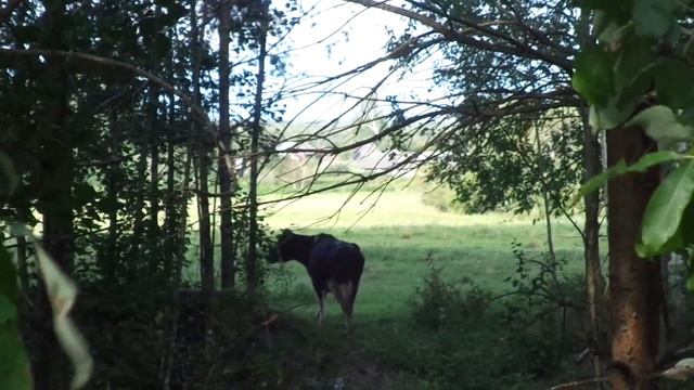 Возвращение блудной коровы смотреть онлайн