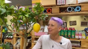 Цитрус Лимон  | Можно ли вырастить из косточки, нужны ли фитолампы для комнатного лимона