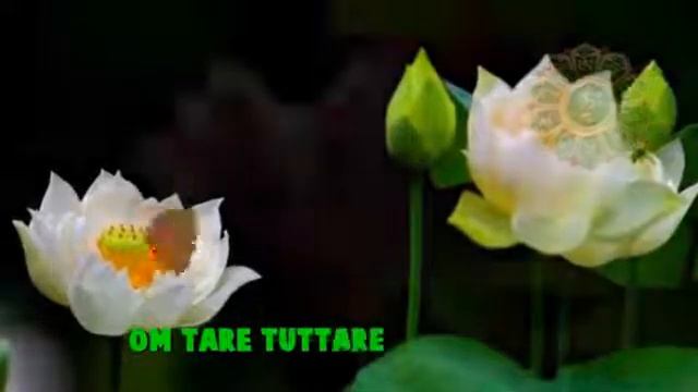 Green Tara Mantra by Ani Choying Drolma Buddhist Chants смотреть онлайн