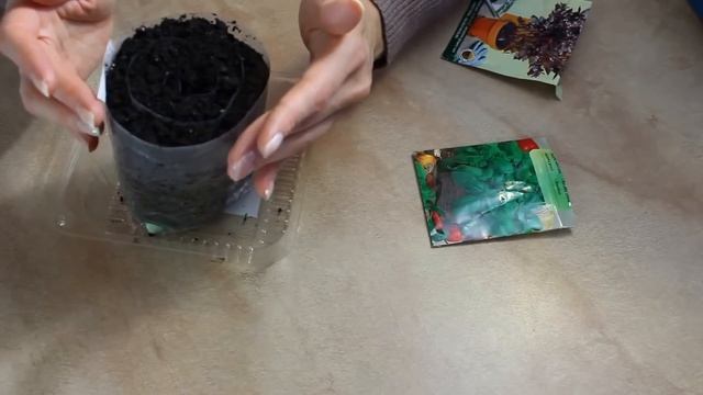 КАК ВЫРАСТИТЬ БАЗИЛИК ДОМА ! СУПЕР СПОСОБ ! смотреть онлайн