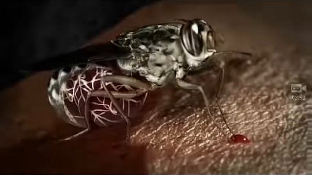 5 насекомых которое лучше не трокать