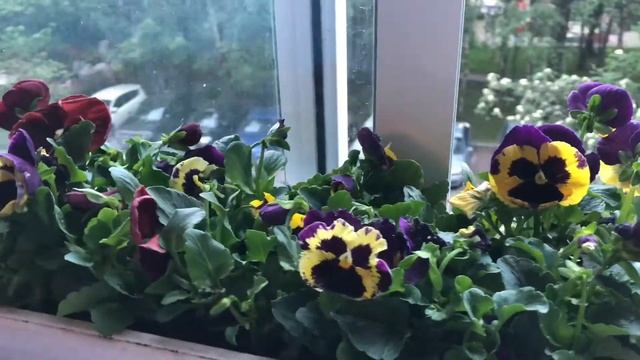 Мой балкон, после поездки в магазин ОБИ. Оранжерея на балконе. смотреть онлайн