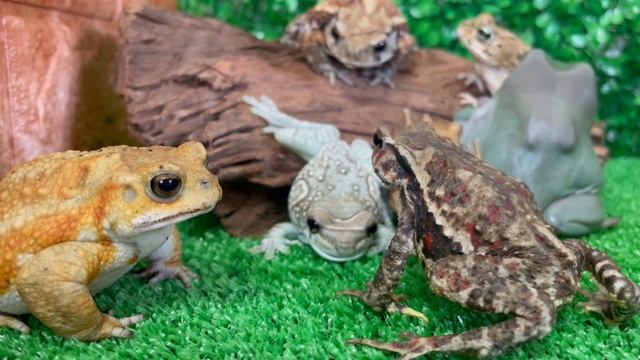 Feeding information-rich frogs and toads? Toads become vulnerable when swallowing food. смотреть онлайн