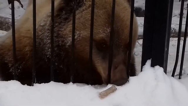 Алтайчик зимним днём смотреть онлайн