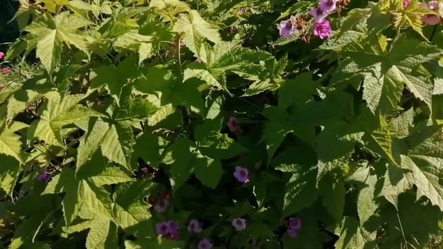 Лютики-цветочки у меня в садочке смотреть онлайн