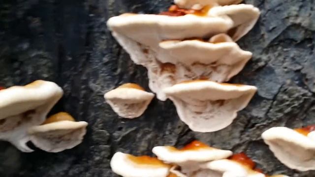 some beautiful Ganoderma смотреть онлайн