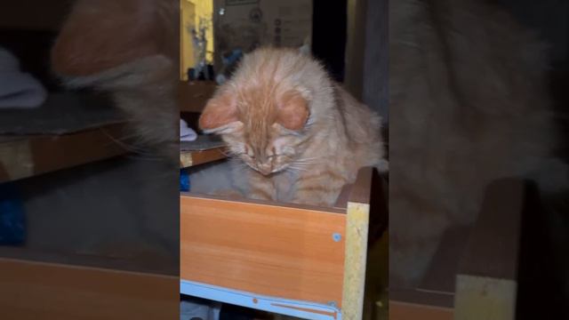 котик смотреть онлайн