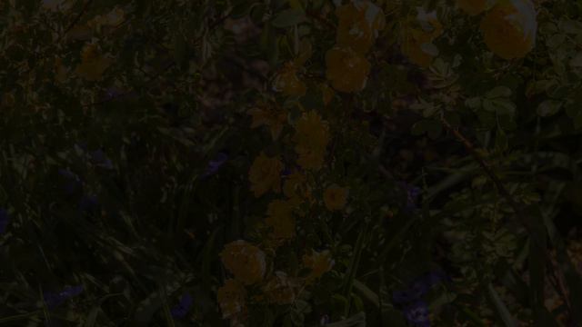 Коллекция роз Ботанического Сада им.Гришка. Киев смотреть онлайн