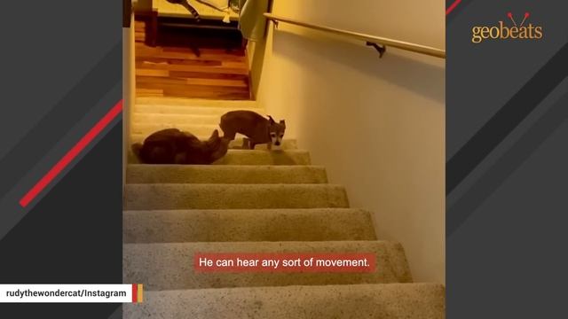 Family brings home a blind cat. And he keeps surprise attacking everyone. смотреть онлайн