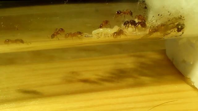 Моя колония  Myrmica, сильные изменения, немного таймлапса, чем пользуюсь для наблюдения :)