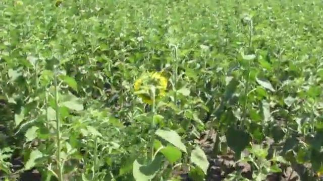 Подсолнух Лимит или как нас обманывают. смотреть онлайн