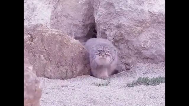 Отсюда и пошли манулы... смотреть онлайн