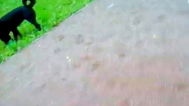 Поймали бездомную собаку смотреть онлайн